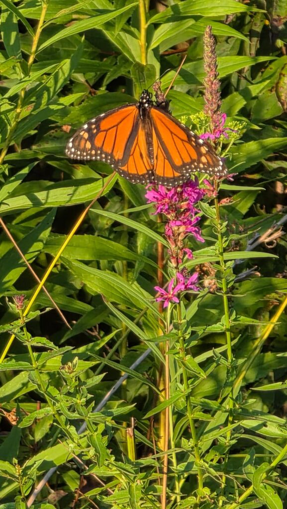 Male monarch on purple loosestrife.