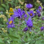 New England Aster in full bloom.