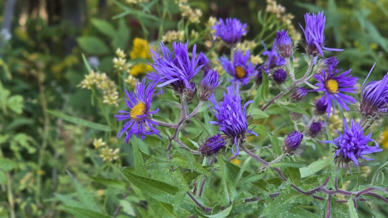 New England Aster in full bloom.
