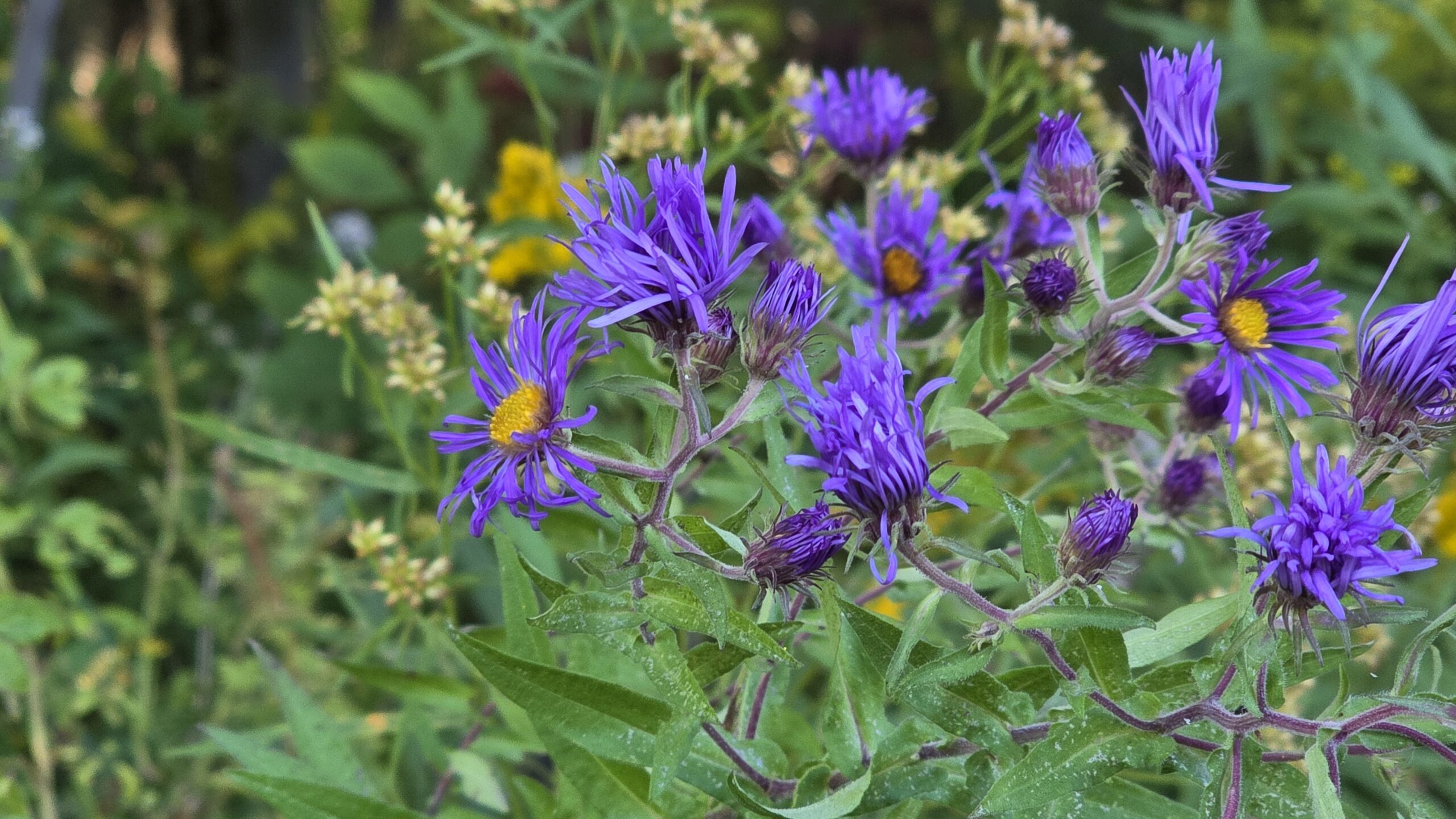 New England Aster in full bloom.