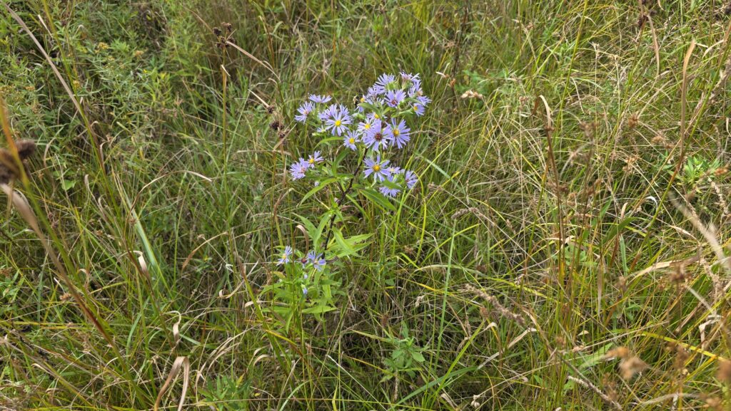 Lavender New York aster.