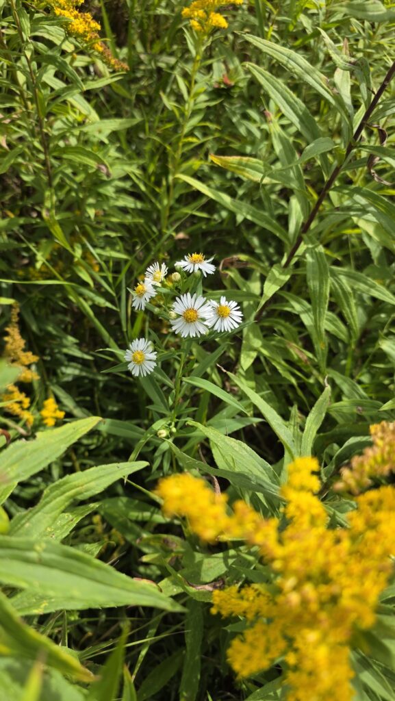 Panicle aster with it's small leaves and yellow flower with white ray petals.
