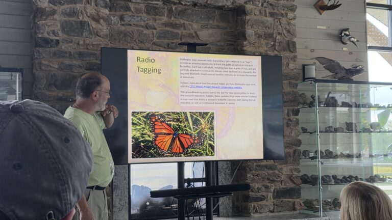 Radio tagging monarchs presentation slide.