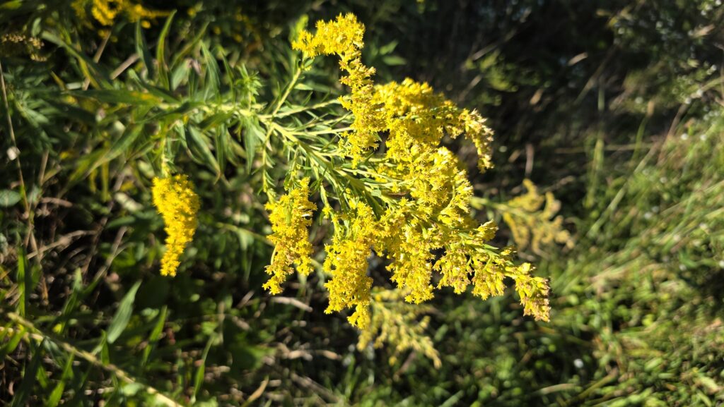 Goldenrod flower.