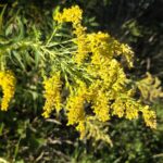 Goldenrod flower.