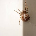 Large orb weaver spider on a door jamb.