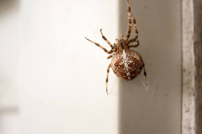 Large orb weaver spider on a door jamb.