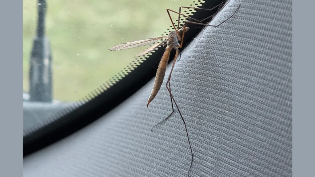 Adult cranfly on a truck windshield.