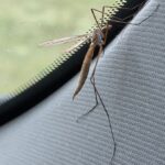 Adult cranfly on a truck windshield.