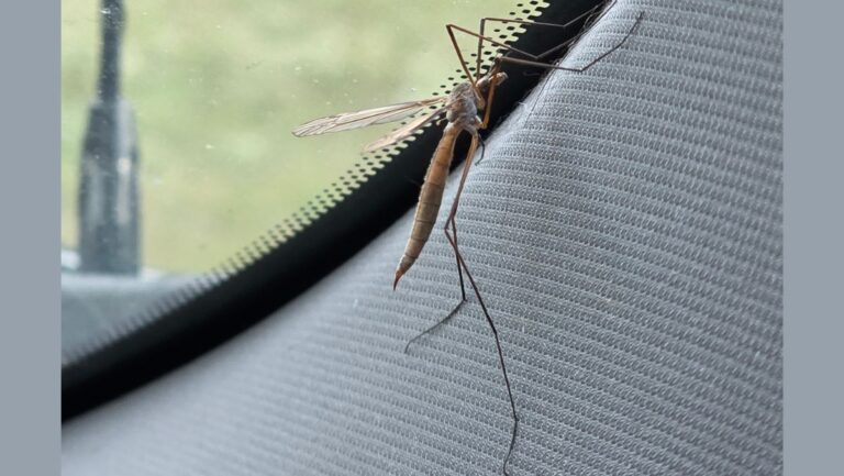 Adult cranfly on a truck windshield.