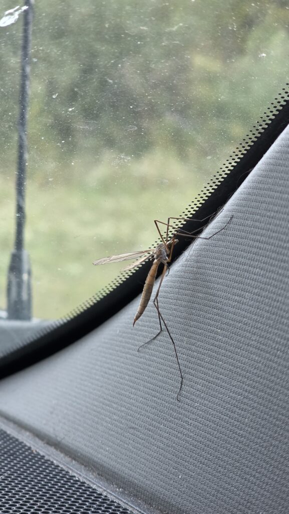 Adult crane fly inside of a truck windshield.