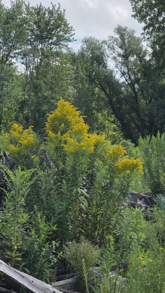 Goldenrod in a large field.