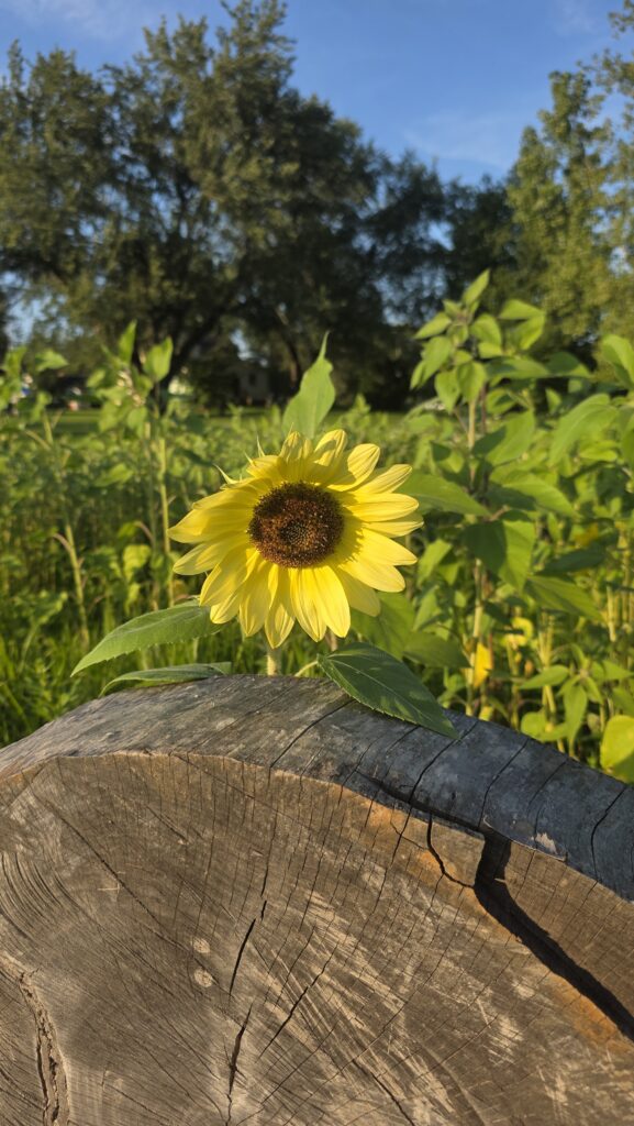 Yellow sunflower in a field.