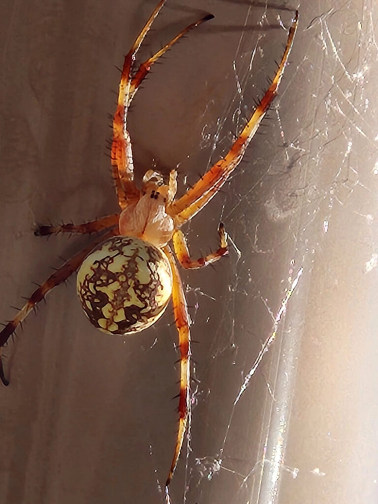 Orb weaver spider on it's web