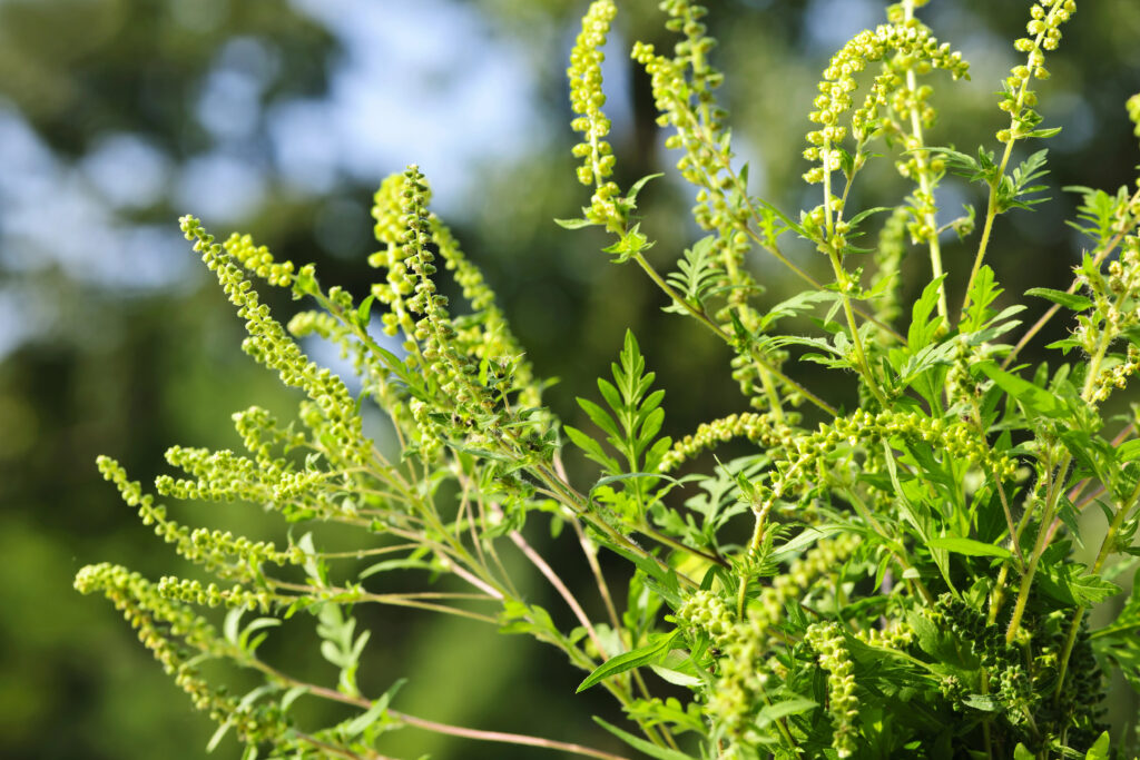 Ragweed in flower.