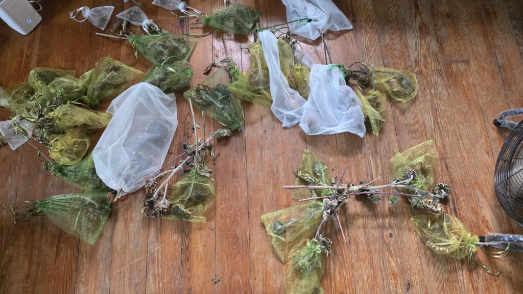 Sunflower heads on a wooden floor with a fan blowing on them.