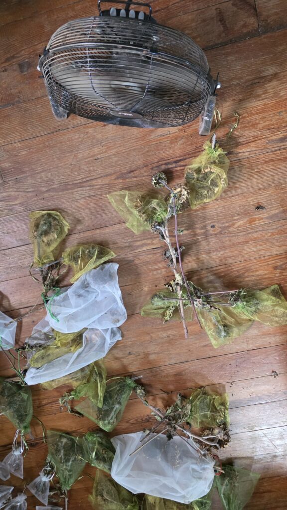 Sunflower heads on a wooden floor with a fan blowing on them.