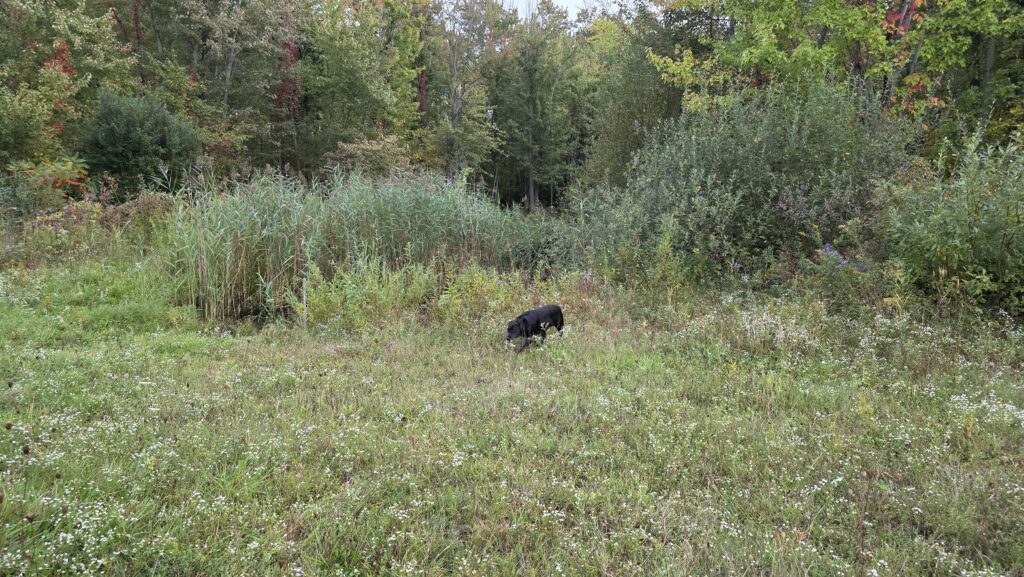 Swamp October 2026 showing invasive phragmites.