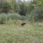 Swamp October 2026 showing invasive phragmites.