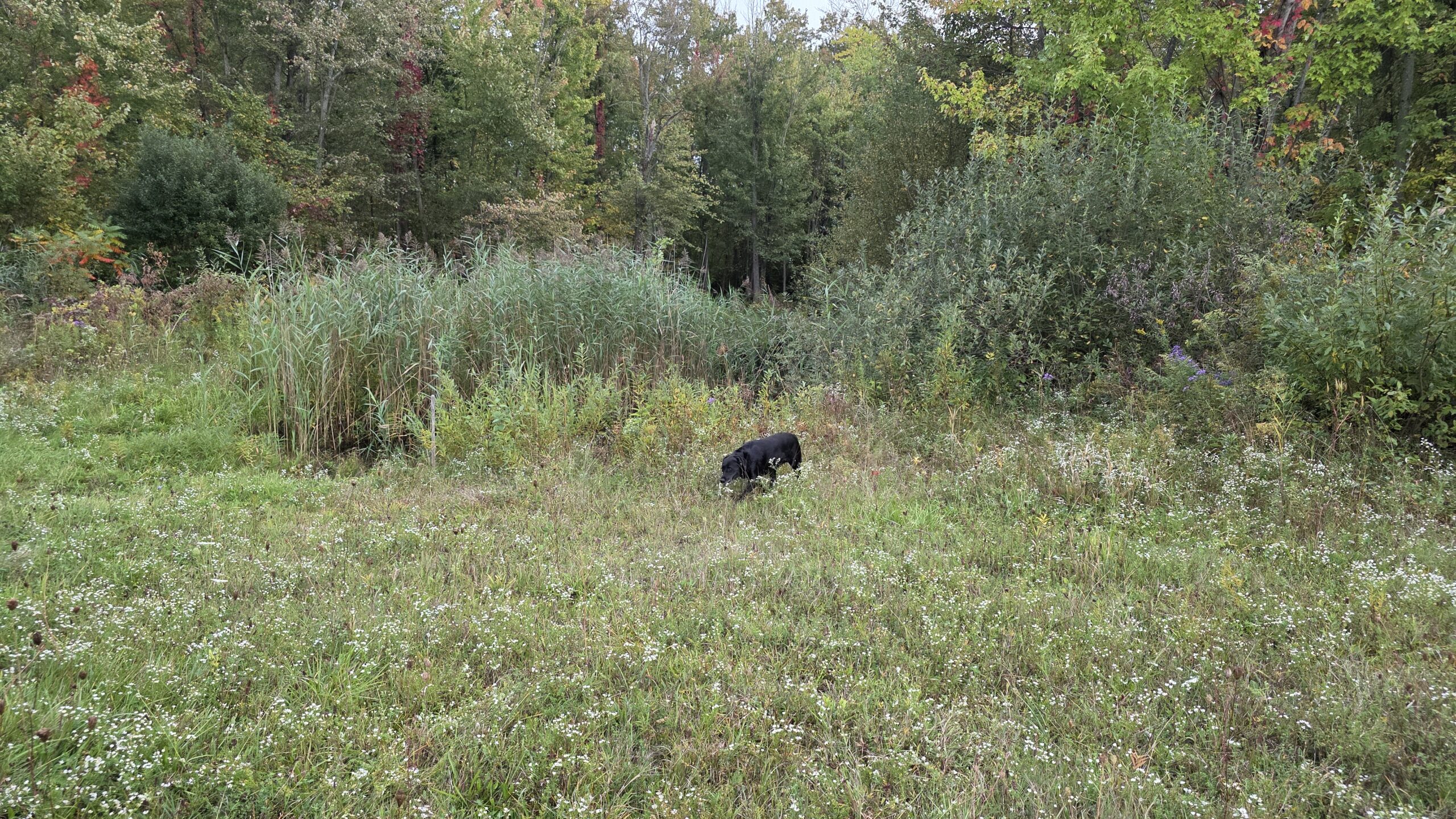 Swamp October 2026 showing invasive phragmites.